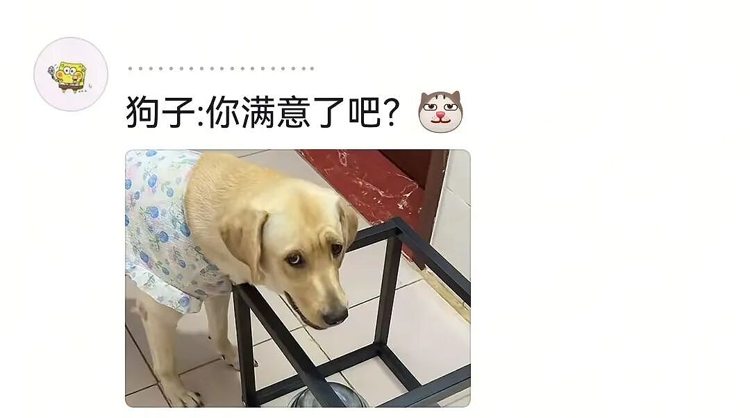 主人和网友合谋算计狗子,狗子察觉后两眼一睁就是演,脸上全是精髓…狗子:吃人嘴软,该配合你演出的我意思意思得了…(组图) - 10