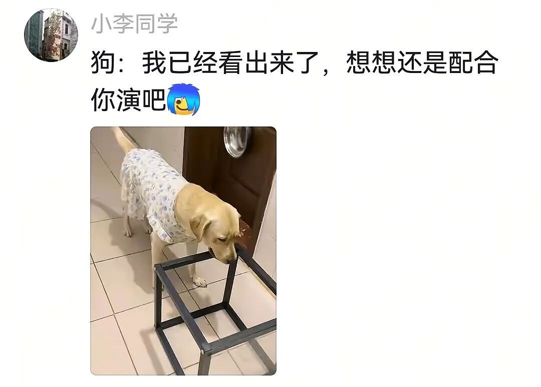 主人和网友合谋算计狗子,狗子察觉后两眼一睁就是演,脸上全是精髓…狗子:吃人嘴软,该配合你演出的我意思意思得了…(组图) - 9