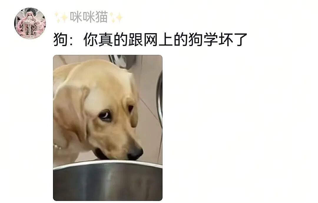主人和网友合谋算计狗子,狗子察觉后两眼一睁就是演,脸上全是精髓…狗子:吃人嘴软,该配合你演出的我意思意思得了…(组图) - 19