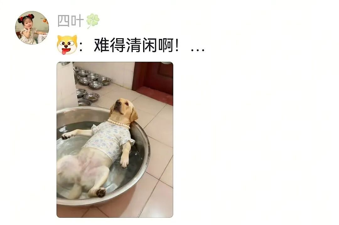 主人和网友合谋算计狗子,狗子察觉后两眼一睁就是演,脸上全是精髓…狗子:吃人嘴软,该配合你演出的我意思意思得了…(组图) - 24