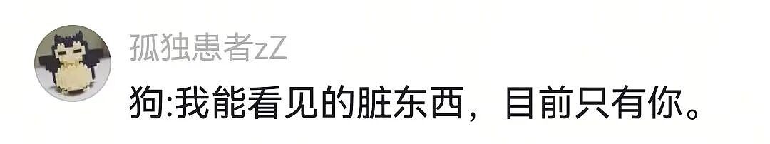 主人和网友合谋算计狗子,狗子察觉后两眼一睁就是演,脸上全是精髓…狗子:吃人嘴软,该配合你演出的我意思意思得了…(组图) - 17