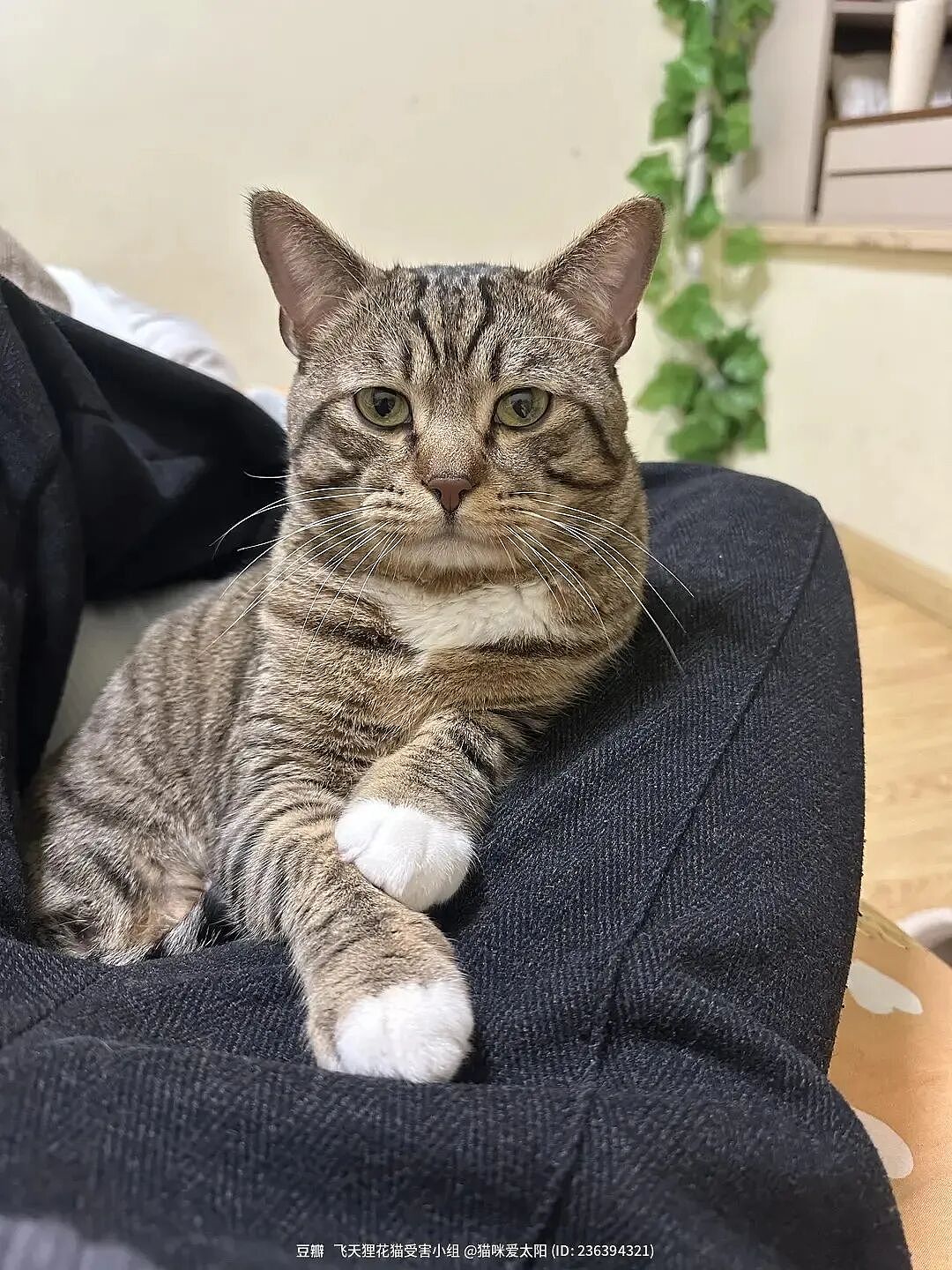 【宠物】妹子毕业把流浪猫打包带走,一看告示网友都震惊:这是8辆卡车打包成zip啊?(组图) - 3
