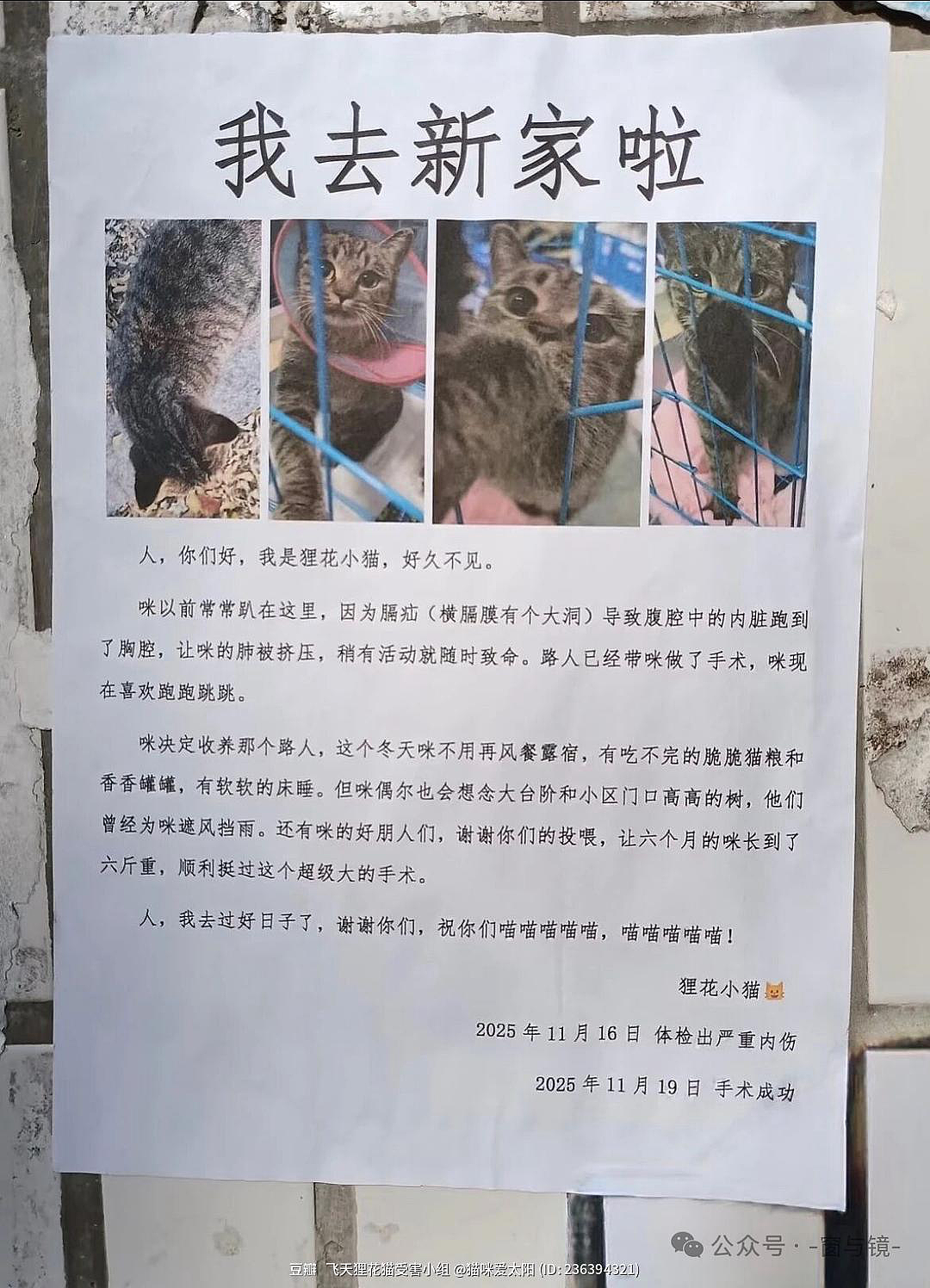【宠物】妹子毕业把流浪猫打包带走,一看告示网友都震惊:这是8辆卡车打包成zip啊?(组图) - 1