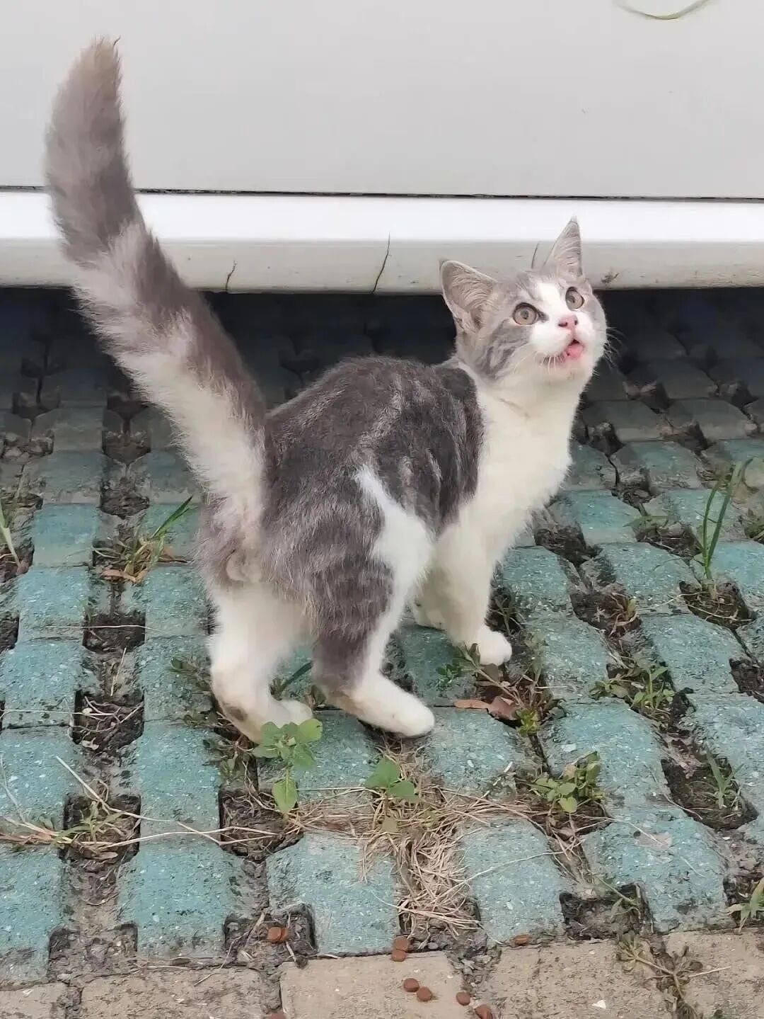 【宠物】妹子毕业把流浪猫打包带走,一看告示网友都震惊:这是8辆卡车打包成zip啊?(组图) - 11
