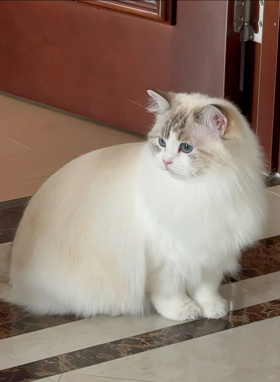 【宠物】妹子毕业把流浪猫打包带走,一看告示网友都震惊:这是8辆卡车打包成zip啊?(组图) - 8