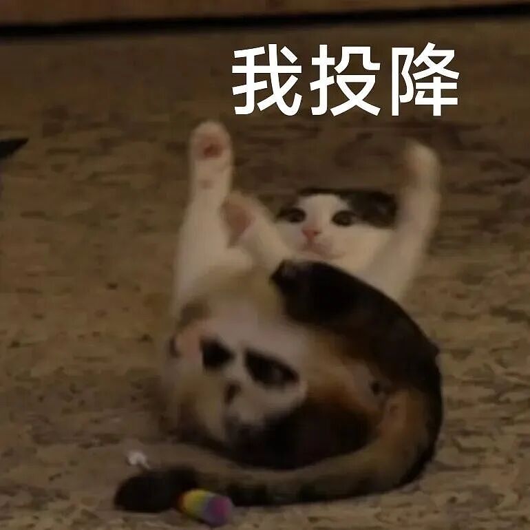 【宠物】妹子毕业把流浪猫打包带走,一看告示网友都震惊:这是8辆卡车打包成zip啊?(组图) - 6