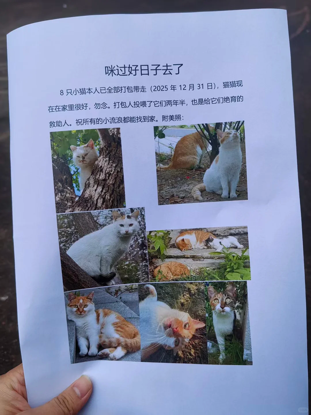 【宠物】妹子毕业把流浪猫打包带走,一看告示网友都震惊:这是8辆卡车打包成zip啊?(组图) - 5
