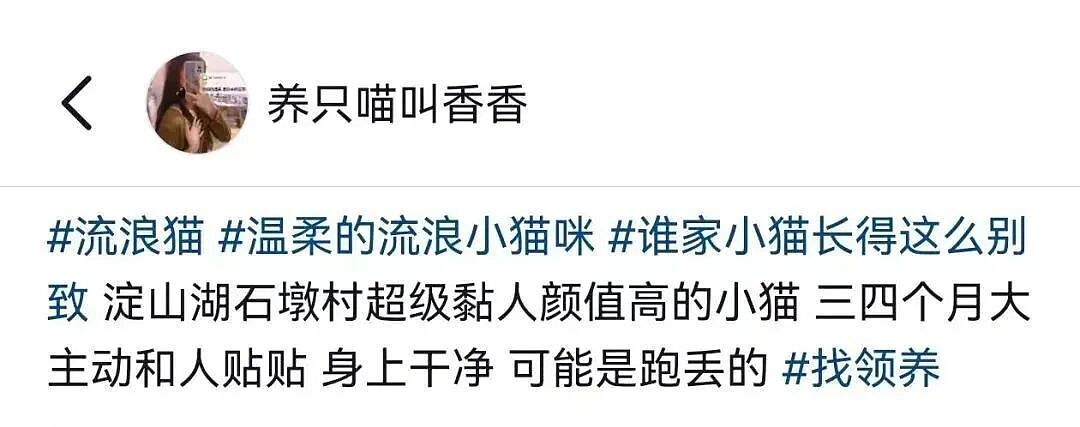 【宠物】妹子毕业把流浪猫打包带走,一看告示网友都震惊:这是8辆卡车打包成zip啊?(组图) - 13