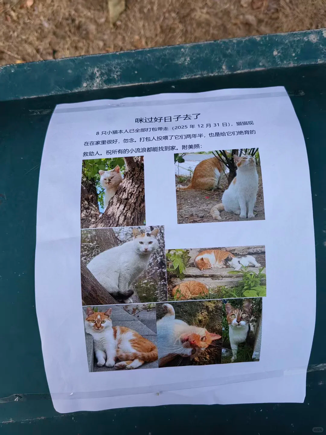 【宠物】妹子毕业把流浪猫打包带走,一看告示网友都震惊:这是8辆卡车打包成zip啊?(组图) - 4