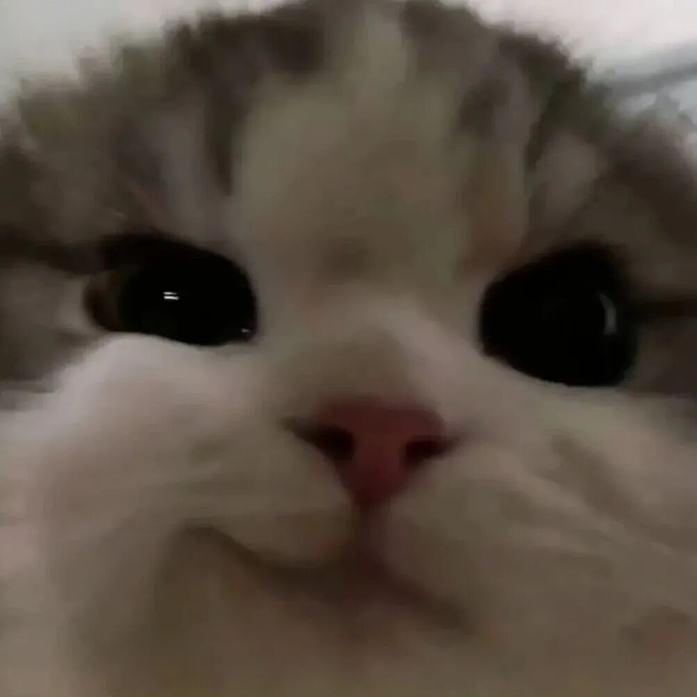 【宠物】妹子毕业把流浪猫打包带走,一看告示网友都震惊:这是8辆卡车打包成zip啊?(组图) - 7
