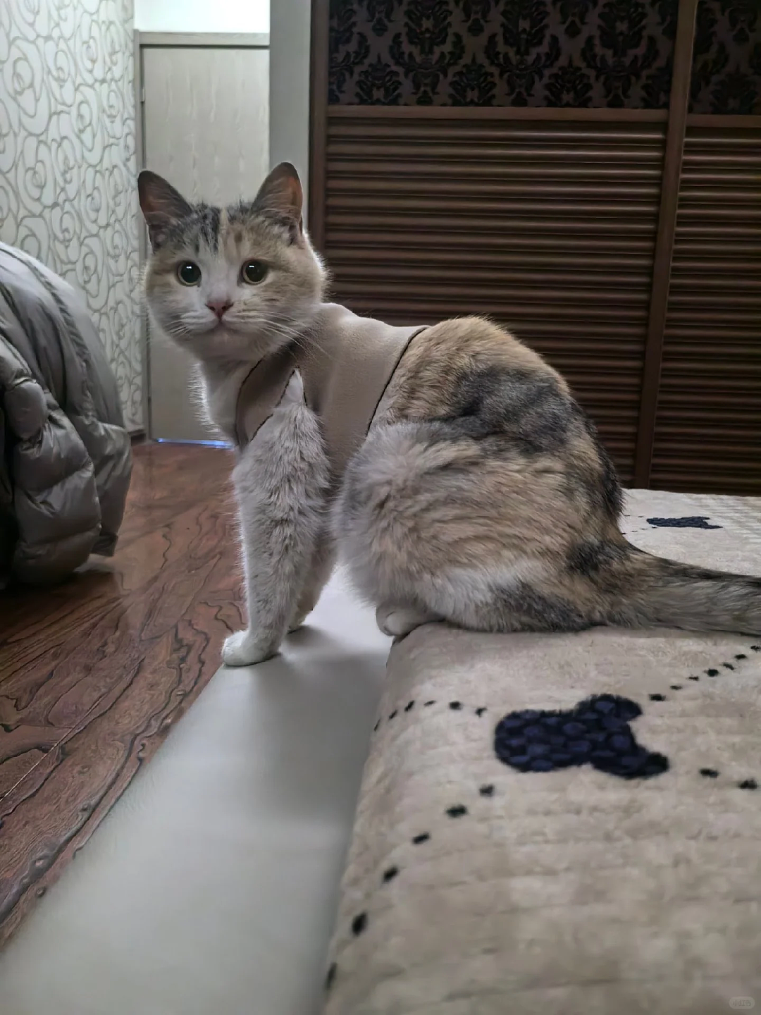 【宠物】妹子毕业把流浪猫打包带走,一看告示网友都震惊:这是8辆卡车打包成zip啊?(组图) - 9