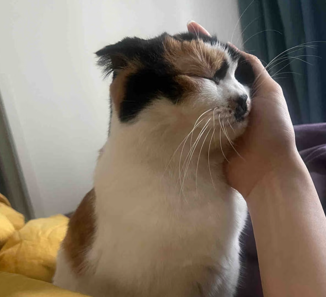 【宠物】妹子毕业把流浪猫打包带走,一看告示网友都震惊:这是8辆卡车打包成zip啊?(组图) - 10