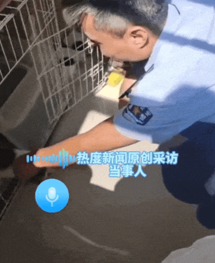 【宠物】妹子毕业把流浪猫打包带走,一看告示网友都震惊:这是8辆卡车打包成zip啊?(组图) - 15