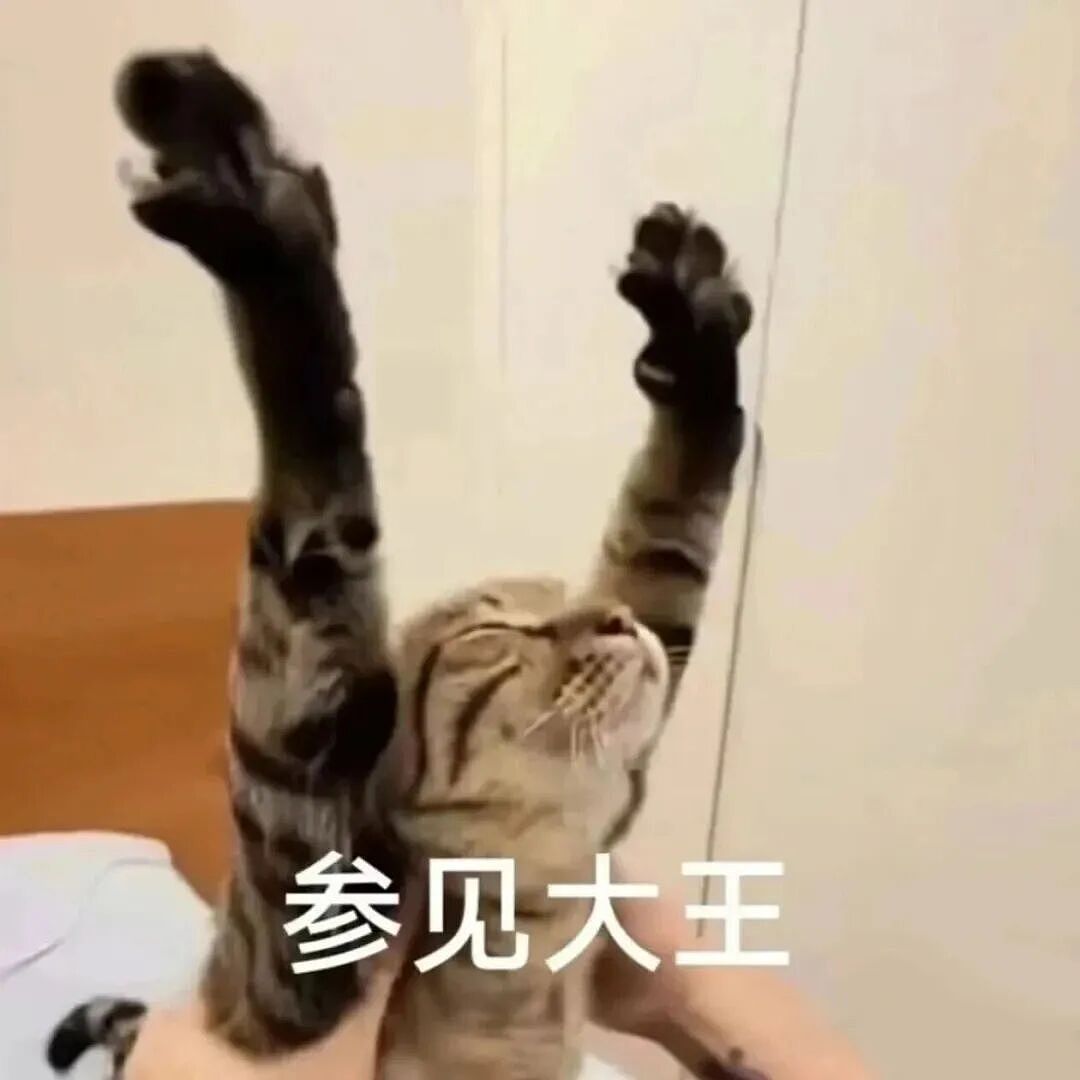 【宠物】妹子毕业把流浪猫打包带走,一看告示网友都震惊:这是8辆卡车打包成zip啊?(组图) - 18
