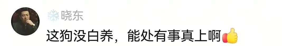 主人不仅抢了狗子的奶，还炸了人家盆，但狗子非但不记仇，反而还救了人…网友：格局一下子就打开了…（组图） - 21
