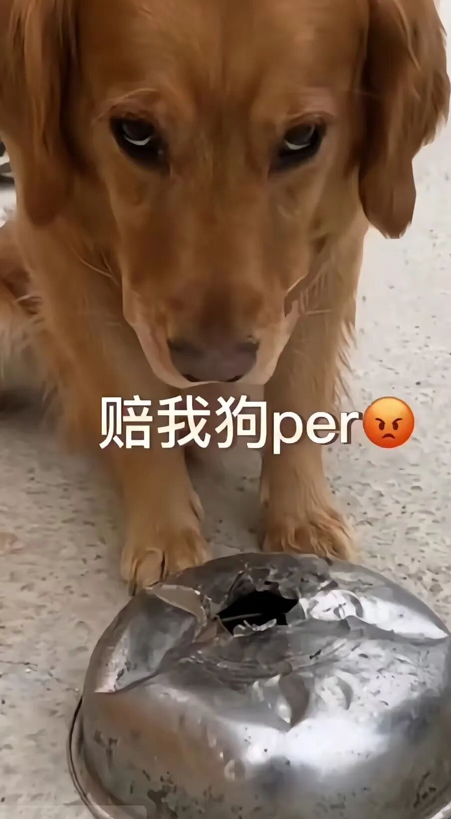 主人不仅抢了狗子的奶，还炸了人家盆，但狗子非但不记仇，反而还救了人…网友：格局一下子就打开了…（组图） - 15