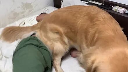 【宠物】大金毛每天5点叫主人起床，不起来还放这个大招…笑喷了！（组图） - 6