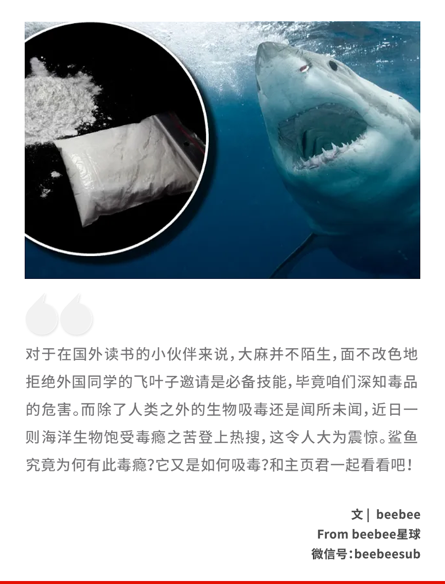 佛罗里达的鲨鱼染上了毒瘾,但没人能帮它们戒掉(组图) - 1