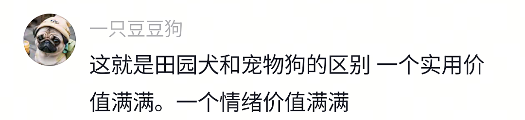 【宠物】狗子又被做局了，铲屎官给它放假消息告诉它火腿肠在桌子上，结果还被甩锅（组图） - 21