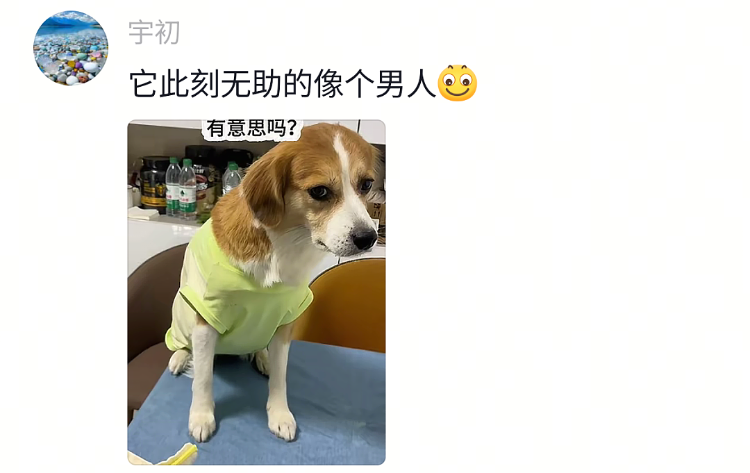 【宠物】狗子又被做局了，铲屎官给它放假消息告诉它火腿肠在桌子上，结果还被甩锅（组图） - 11