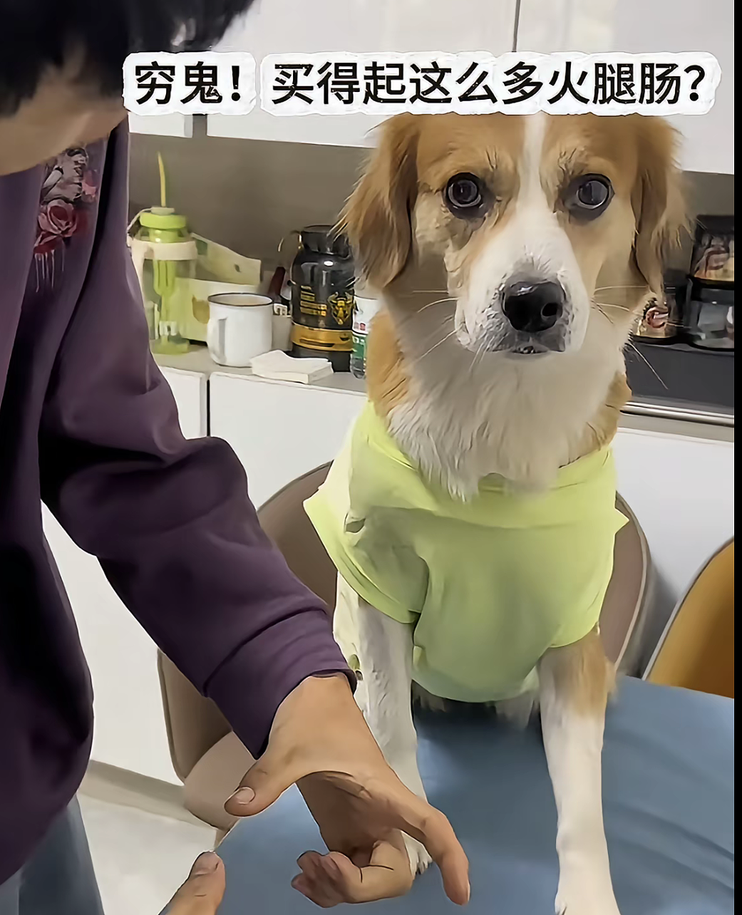【宠物】狗子又被做局了，铲屎官给它放假消息告诉它火腿肠在桌子上，结果还被甩锅（组图） - 9