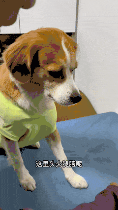 【宠物】狗子又被做局了，铲屎官给它放假消息告诉它火腿肠在桌子上，结果还被甩锅（组图） - 3