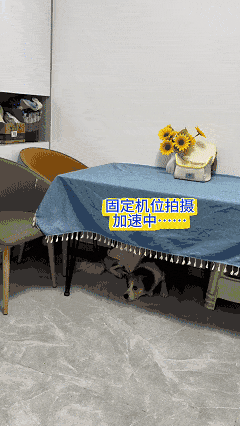 【宠物】狗子又被做局了，铲屎官给它放假消息告诉它火腿肠在桌子上，结果还被甩锅（组图） - 2