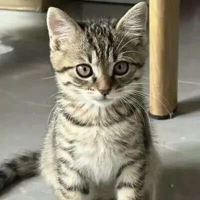 【宠物】10种神仙猫咪大赏！软萌暴击来袭，每只都想抱回家（组图） - 29