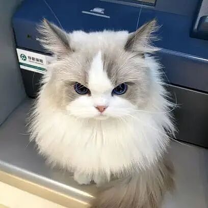 【宠物】10种神仙猫咪大赏！软萌暴击来袭，每只都想抱回家（组图） - 5