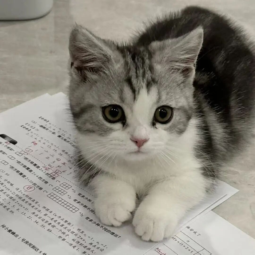 【宠物】10种神仙猫咪大赏！软萌暴击来袭，每只都想抱回家（组图） - 14