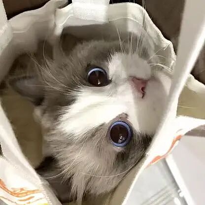 【宠物】10种神仙猫咪大赏！软萌暴击来袭，每只都想抱回家（组图） - 8