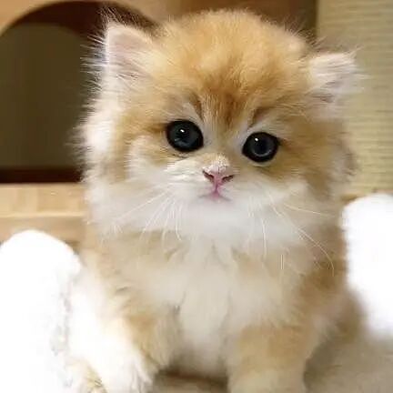 【宠物】10种神仙猫咪大赏！软萌暴击来袭，每只都想抱回家（组图） - 25