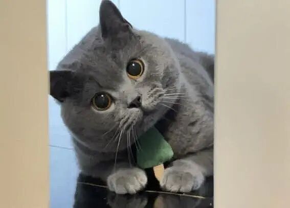 【宠物】10种神仙猫咪大赏！软萌暴击来袭，每只都想抱回家（组图） - 22