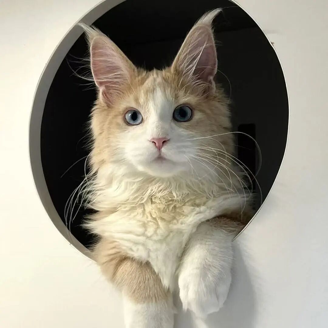 【宠物】10种神仙猫咪大赏！软萌暴击来袭，每只都想抱回家（组图） - 32