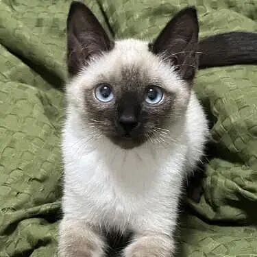 【宠物】10种神仙猫咪大赏！软萌暴击来袭，每只都想抱回家（组图） - 17