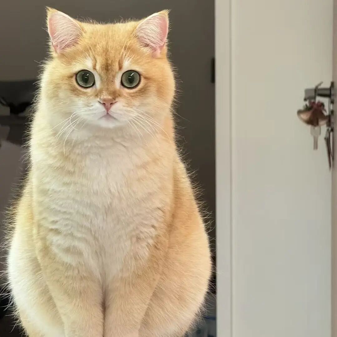 【宠物】10种神仙猫咪大赏！软萌暴击来袭，每只都想抱回家（组图） - 24