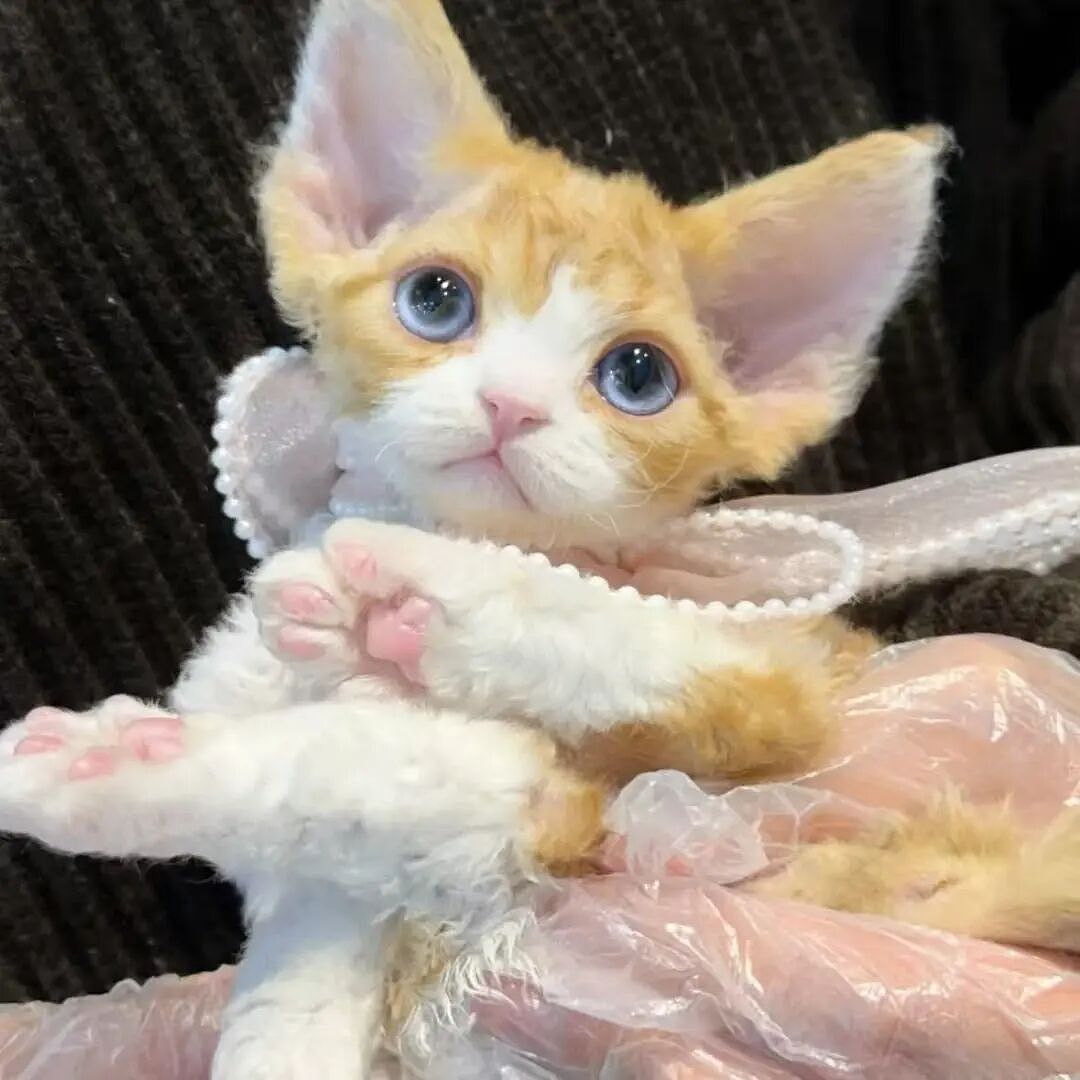 【宠物】10种神仙猫咪大赏！软萌暴击来袭，每只都想抱回家（组图） - 37
