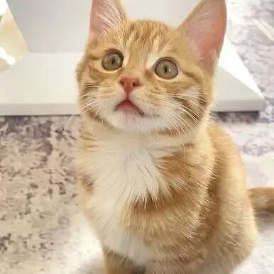 【宠物】10种神仙猫咪大赏！软萌暴击来袭，每只都想抱回家（组图） - 21