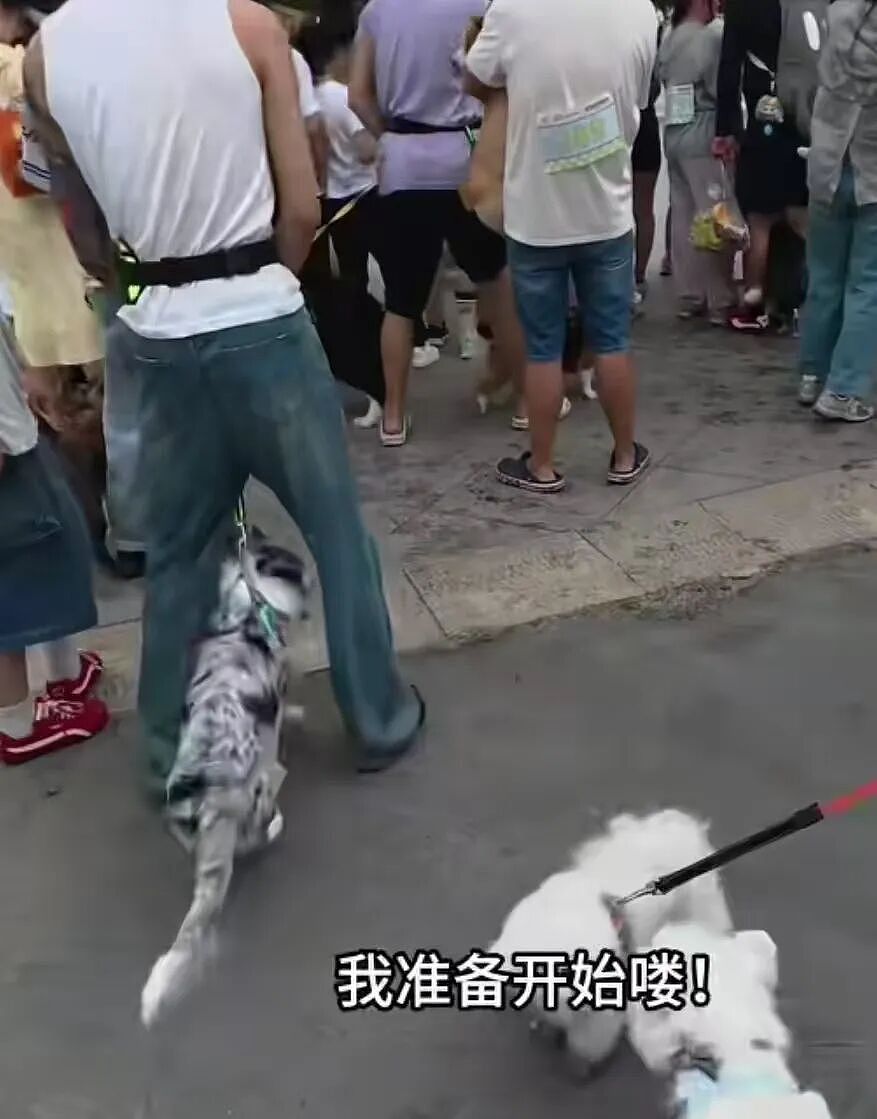 【宠物】狗子在马拉松上上演速度与激情，主人在身后狂追…好不容易熬到终点，狗子喜提前十，网友：要不是你，孩子能拿前三…（组图） - 4