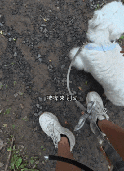【宠物】狗子在马拉松上上演速度与激情，主人在身后狂追…好不容易熬到终点，狗子喜提前十，网友：要不是你，孩子能拿前三…（组图） - 16