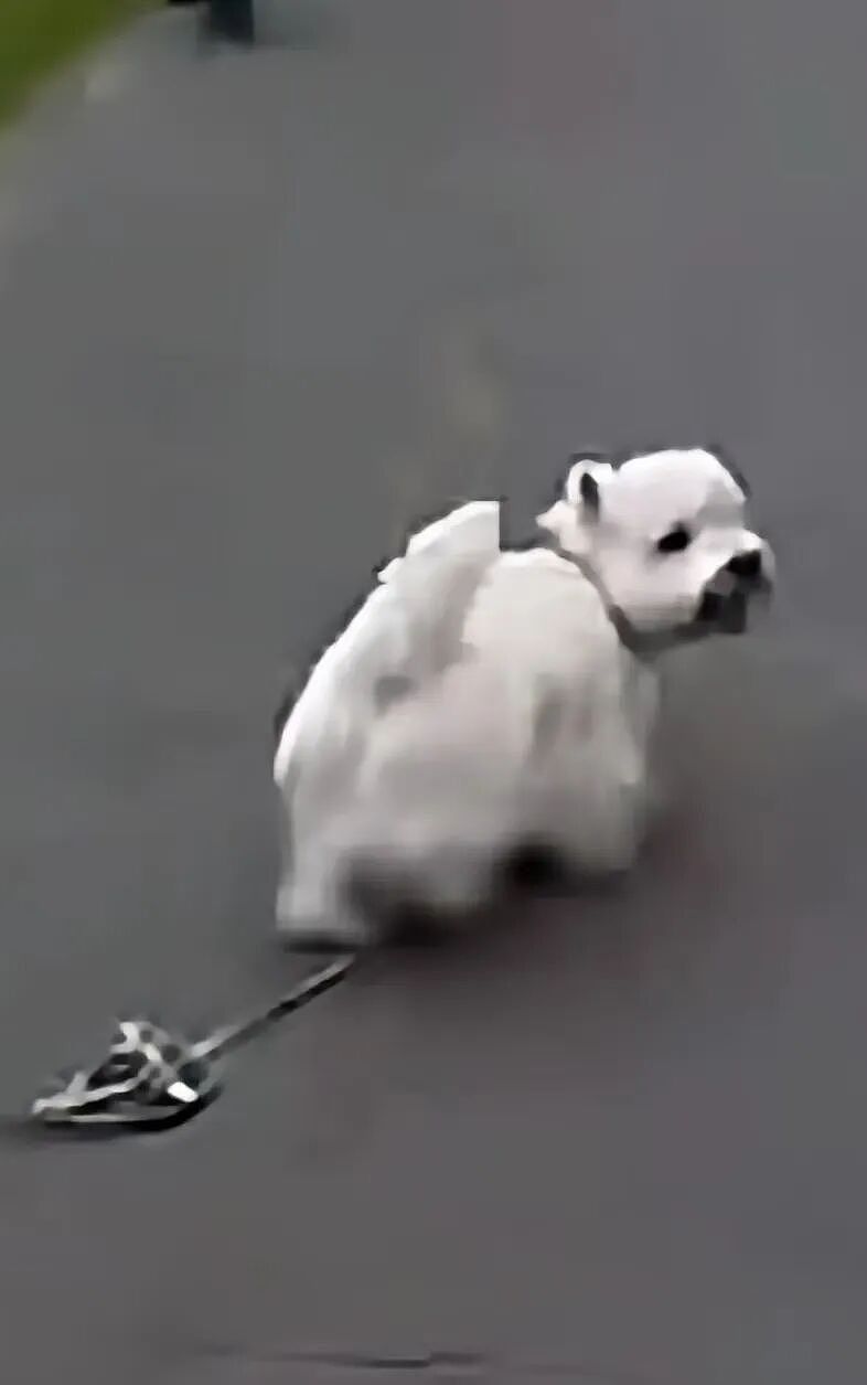 【宠物】狗子在马拉松上上演速度与激情，主人在身后狂追…好不容易熬到终点，狗子喜提前十，网友：要不是你，孩子能拿前三…（组图） - 9