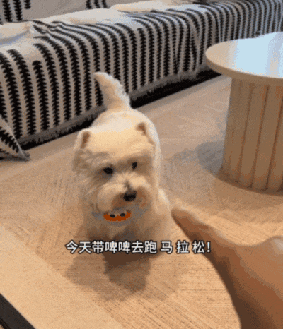 【宠物】狗子在马拉松上上演速度与激情，主人在身后狂追…好不容易熬到终点，狗子喜提前十，网友：要不是你，孩子能拿前三…（组图） - 1