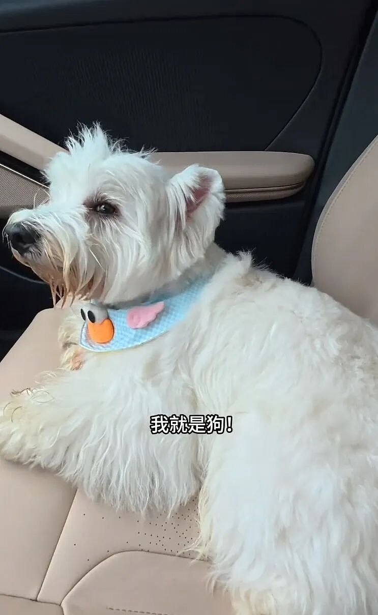 【宠物】狗子在马拉松上上演速度与激情，主人在身后狂追…好不容易熬到终点，狗子喜提前十，网友：要不是你，孩子能拿前三…（组图） - 23