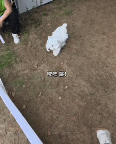 【宠物】狗子在马拉松上上演速度与激情，主人在身后狂追…好不容易熬到终点，狗子喜提前十，网友：要不是你，孩子能拿前三…（组图） - 18