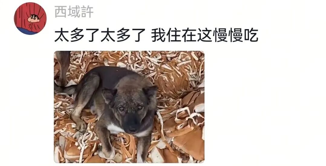 【宠物】主人突然狗叫一声，想看看自家毛孩子的反应，没想到狗子满脸惊恐：这么多年了，你都瞒着我当个哑巴吗…（组图） - 21