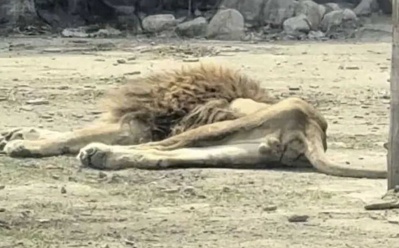 辽宁“纸片狮”瘦成皮包骨!动物园:配偶老死,突然开始不吃东西(图) - 1