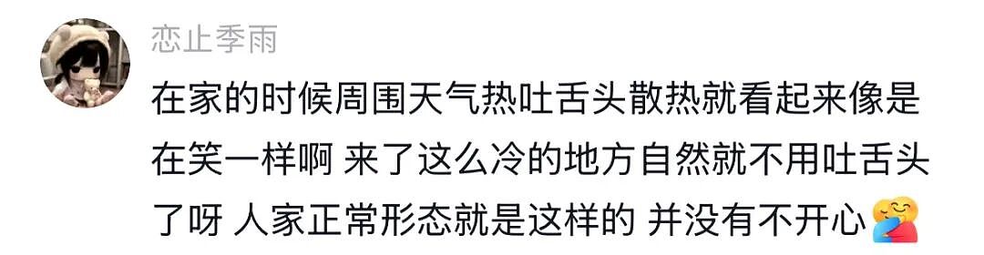 【宠物】主人带萨摩耶解思乡苦,结果耶耶全程臭脸,主人憋屈责怪,但小丑是自己(组图) - 12