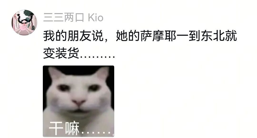 【宠物】主人带萨摩耶解思乡苦,结果耶耶全程臭脸,主人憋屈责怪,但小丑是自己(组图) - 20