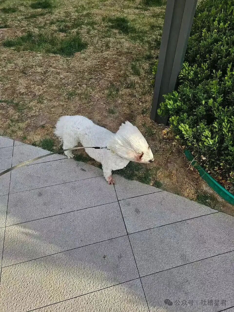 【爆笑】离婚开庭不敢去怕再次爱上前妻…?哈哈哈我在庭上为你厮杀你却说你还爱她(组图) - 39