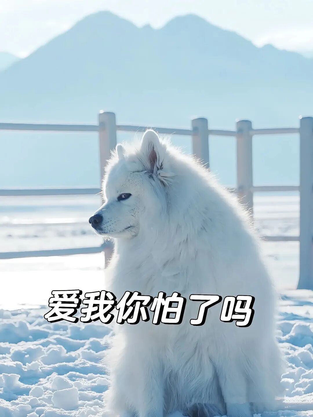 【宠物】主人带萨摩耶解思乡苦,结果耶耶全程臭脸,主人憋屈责怪,但小丑是自己(组图) - 22